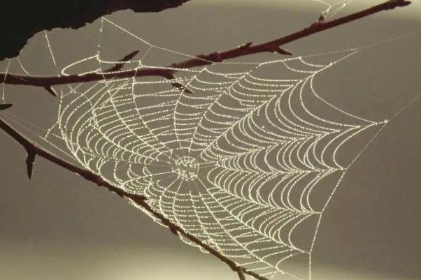 蛛丝是什么意思
