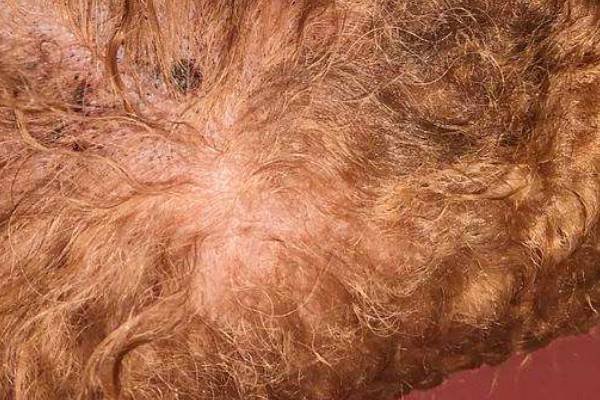 跳蚤的寿命有多长