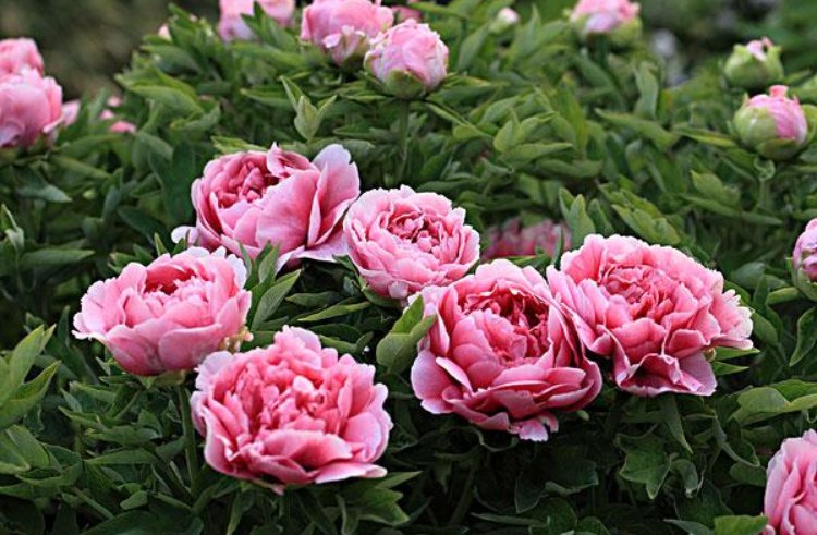 代表连续4年建议牡丹为国花，为何牡丹比较适合做国花？