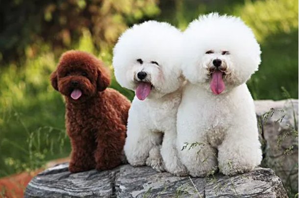 盛筵必散是指什么动物