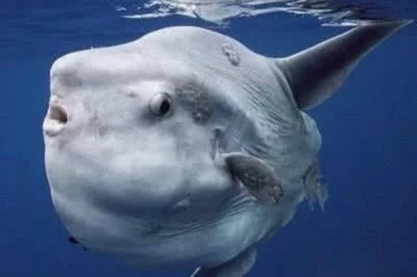 世界之大无奇不有，海洋里真的有不游泳的鱼吗？