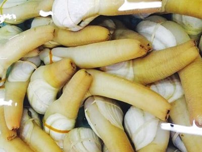 贝壳类海鲜图片及名称