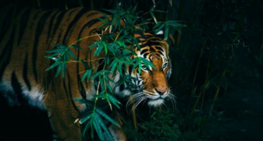 1926年属什么生肖