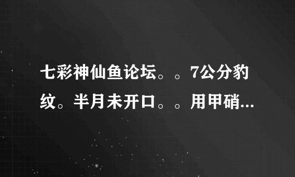七彩神仙鱼论坛。。7公分豹纹。半月未开口。。用甲硝锉+氟哌酸药浴3天，，仍没效果。。望高手指点。。