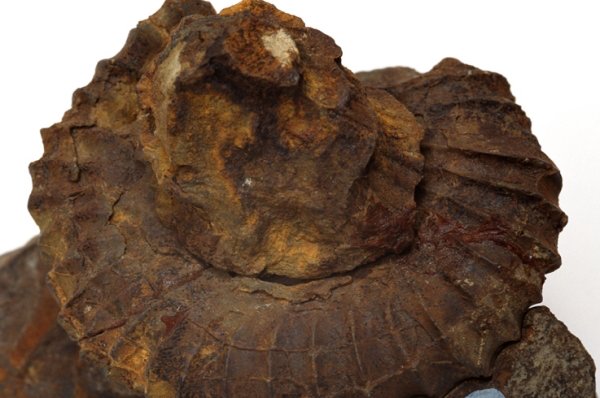 江西工地挖出6600万年前恐龙蛋化石，你知道化石是怎么形成的吗？