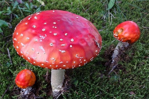 世界最大蘑菇长了2800多年，现在已经多大了？