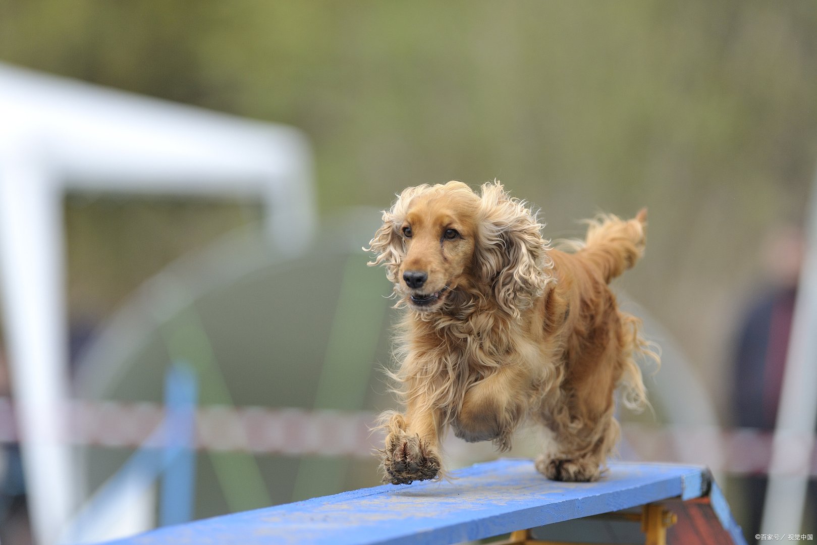 养狗需要办什么证