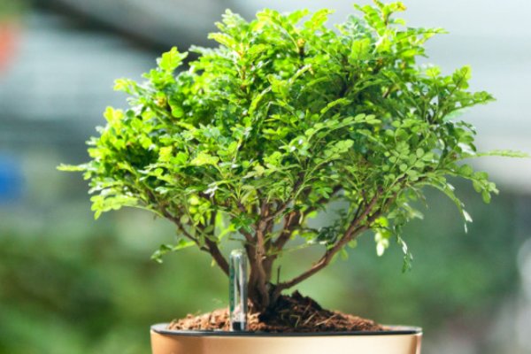 清香木真的能驱蚊吗