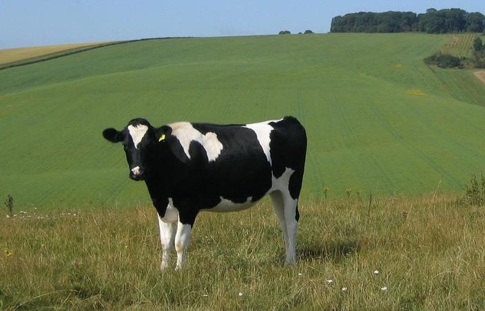 节俭力行比喻什么生肖