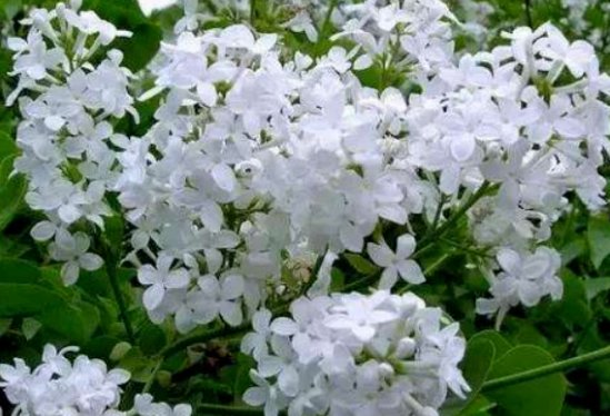 霜树尽空枝断肠丁香结,意思