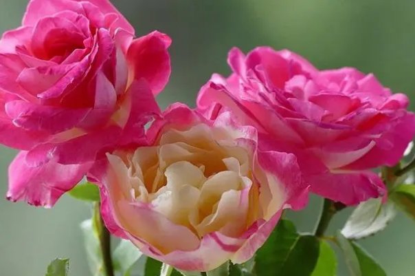 玫瑰什么时候摘不容易枯萎