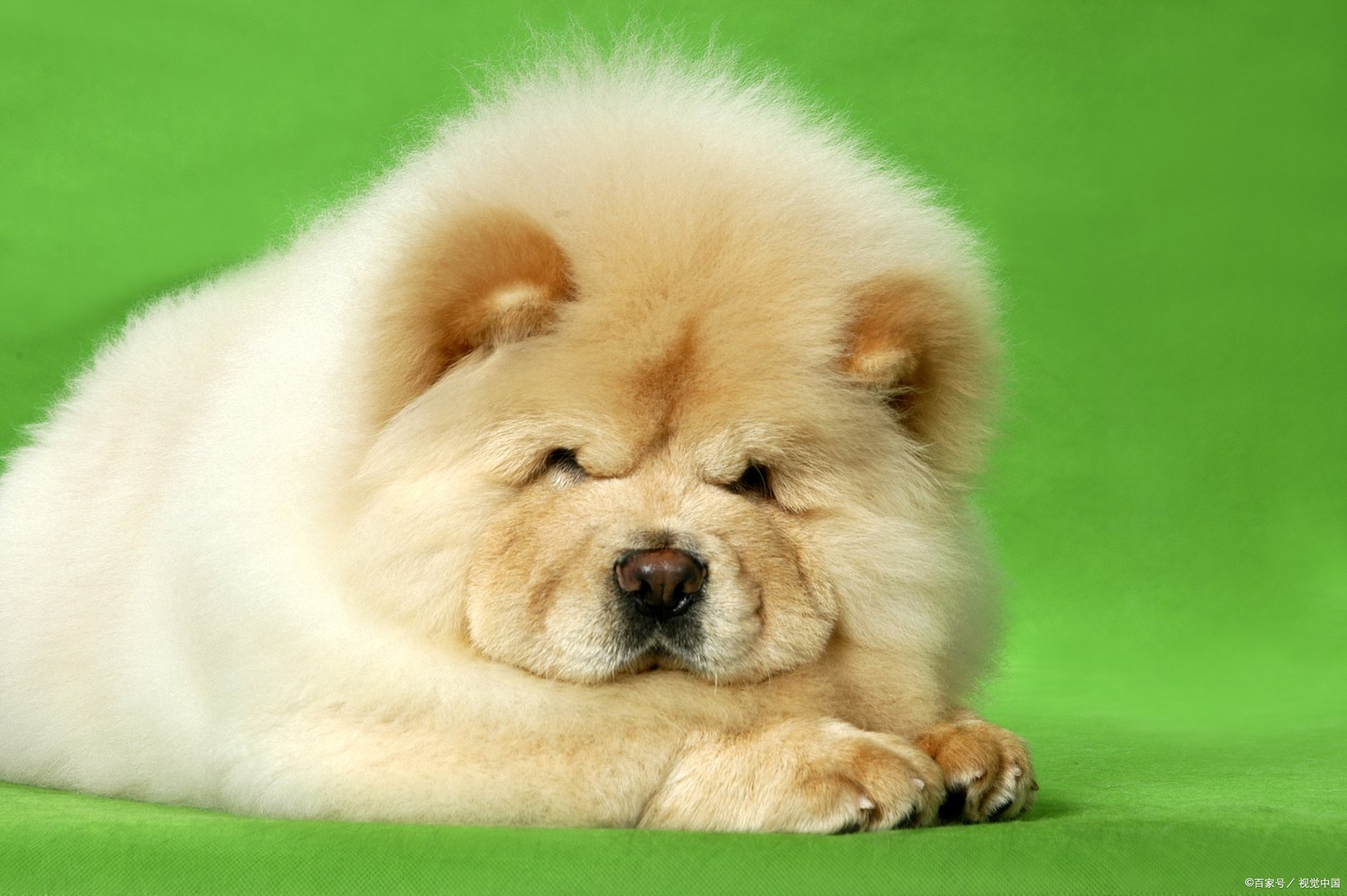 滞沪司机吃10天泡面喂副驾爱犬鸡蛋，这位司机为什么这么做？