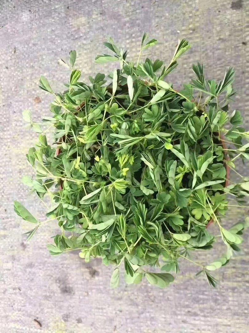 含羞草的含义和寓意