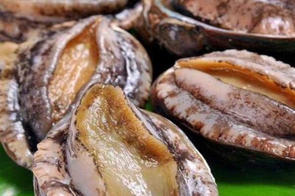 吃鲍鱼是吃头还是吃脚?