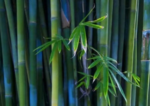 外直中通指的是什么植物