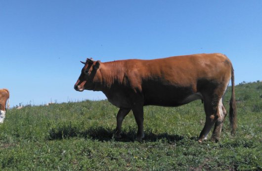 贤才君子是什么动物生肖