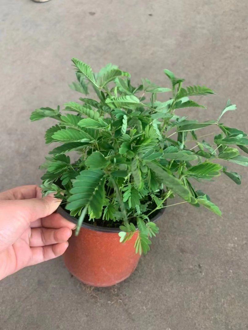 含羞草的含义和寓意