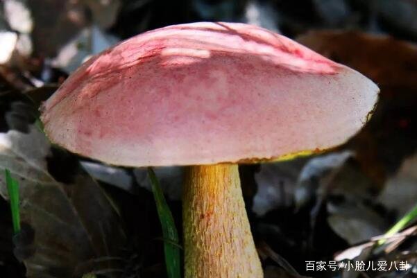 云南女子连捡大型野生菌，超大野生菌，真的能吃吗？