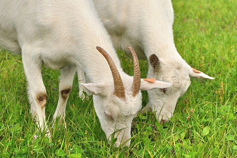 红袖添香的生肖是什么