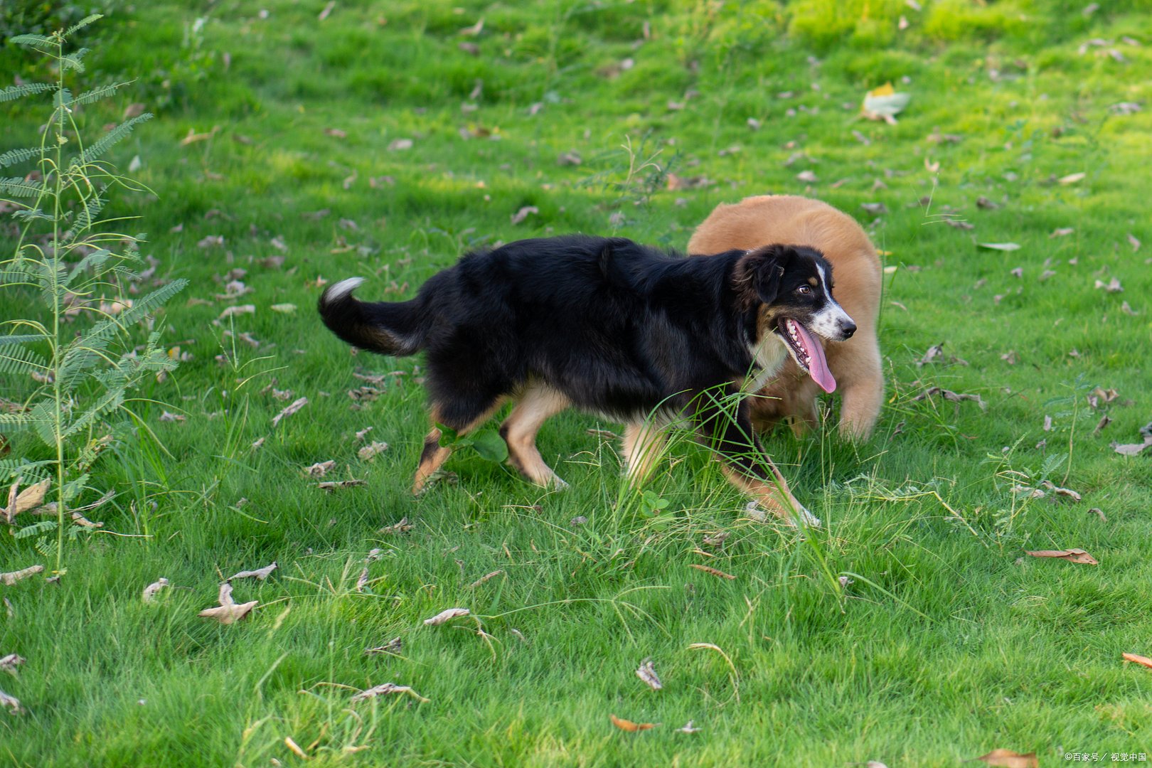 滞沪司机吃10天泡面喂副驾爱犬鸡蛋，这位司机为什么这么做？