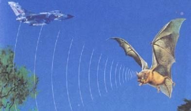 夜间飞行的秘密这篇课文，可以提出哪些问题