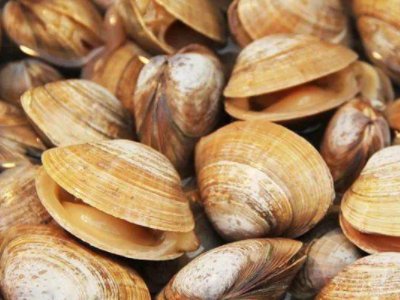 贝壳类海鲜图片及名称