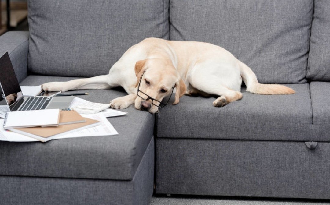 俄罗斯五一连休十天不调休，俄官员为何提议两个假期放一起？