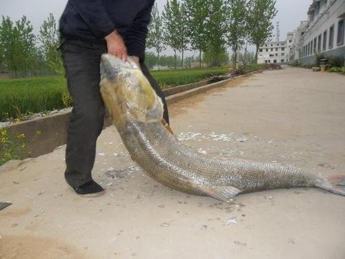 收获丰满！男子湘江里钓到68斤鱤鱼，野生鱤鱼跟养殖的有何差别？