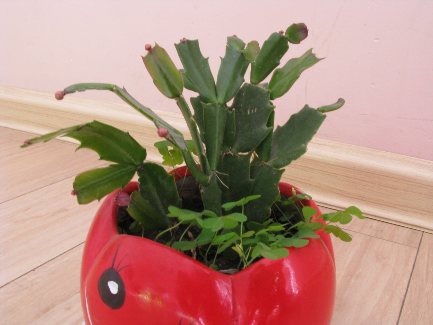 毛蟹爪莲的嫁接管理