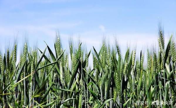 2021的立春是哪一天