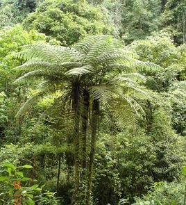 粗齿桫椤的粗齿桫椤-简介