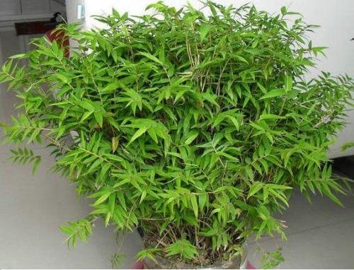 园林常用的竹子有哪些