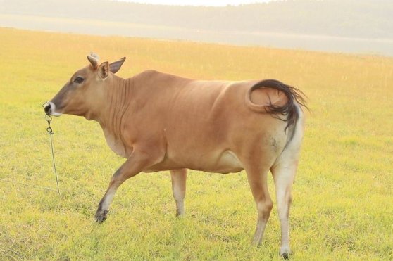 贤才君子是什么动物生肖