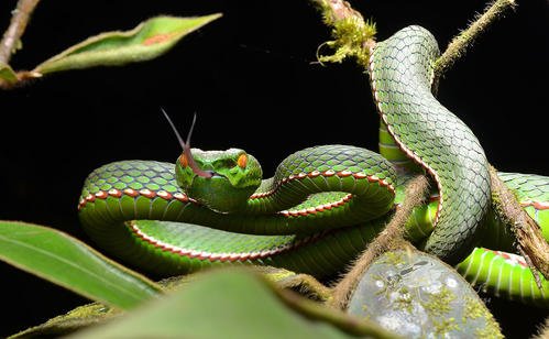 13岁男孩网购毒蛇被咬进ICU，为什么可以网购毒蛇？