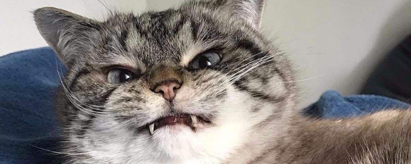 凯蒂猫是鬼猫吗