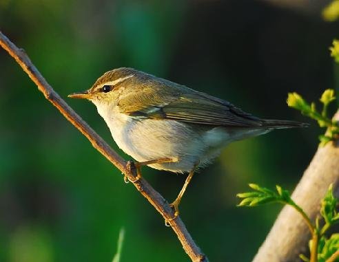 双斑绿柳莺的生活习性