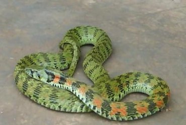 对于13岁男孩网购宠物蛇被咬进ICU一事，你怎么看？