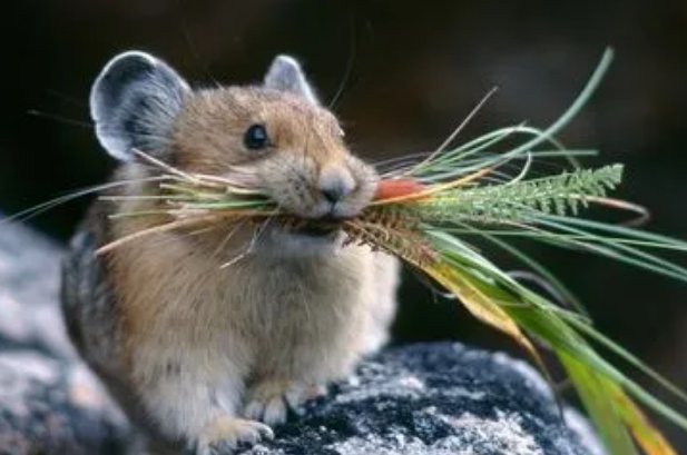 争斤论两打一个生肖