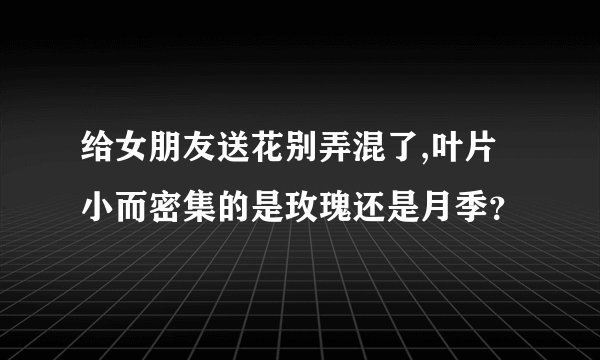 给女朋友送花别弄混了,叶片小而密集的是玫瑰还是月季？