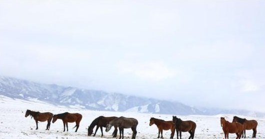 祁连山现“雪中骏马图”，为何四月份了祁连山还会大降雪？