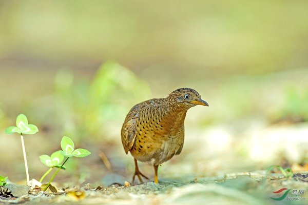 4人造谣贵州山村怪声受罚，其中2人被刑拘，造谣会给人们带来多大困扰？