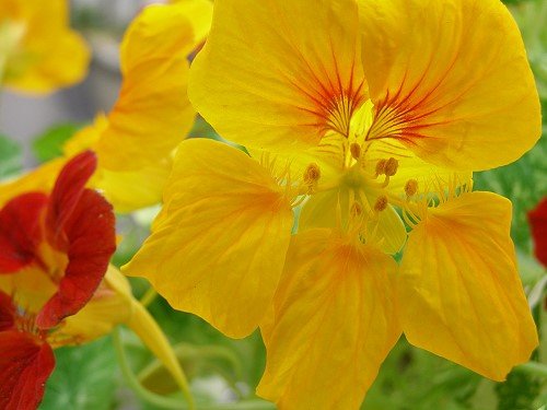 寒金莲的生长环境