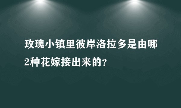 玫瑰小镇里彼岸洛拉多是由哪2种花嫁接出来的？