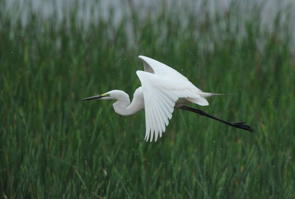 白鹭的主要内容