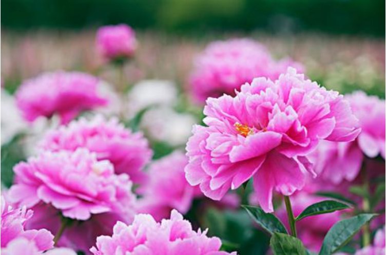 代表连续4年建议牡丹为国花，为何牡丹比较适合做国花？