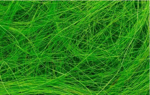 白居易的诗 草 全文什么意思 急啊