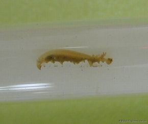 网目拟地甲的介绍