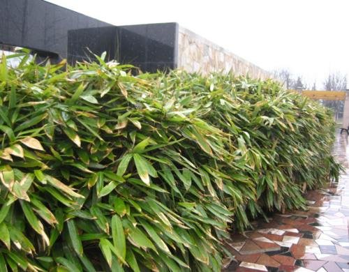 园林常用的竹子有哪些