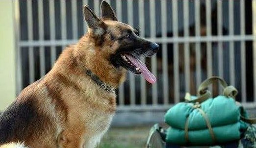 军犬紧紧咬住退伍老兵的行李不让走，它们之间有着怎样的感情？