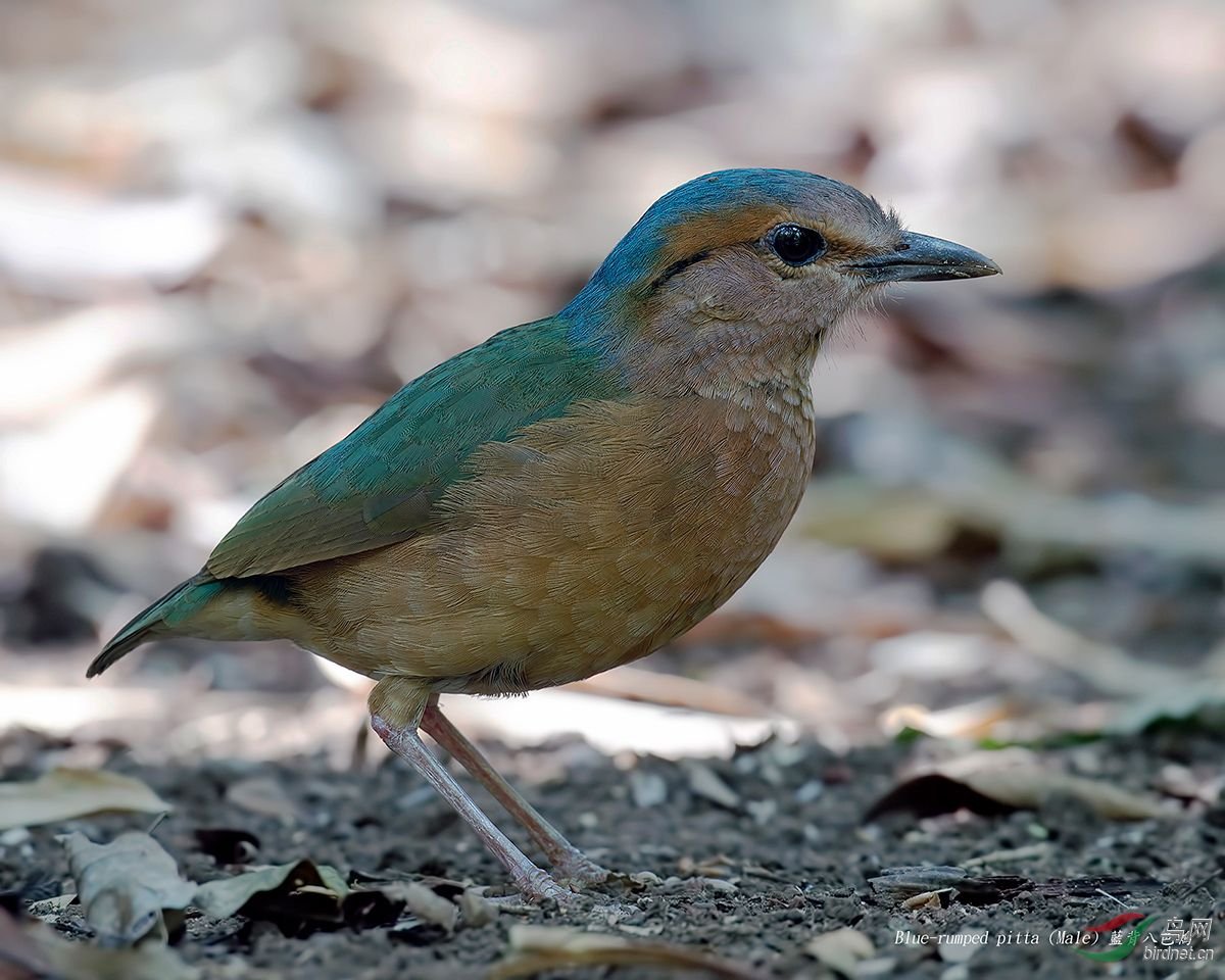 蓝背八色鸫的外形特征